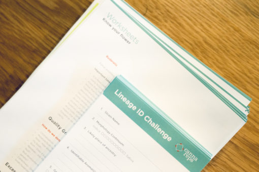 cannareps cannabis ancestry cannabis lineage worksheet