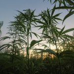 Field of cannabis plants