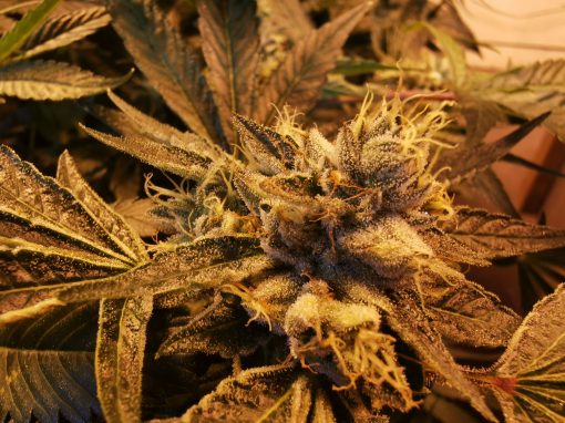 Cannabis buds growing in regenerative living soil