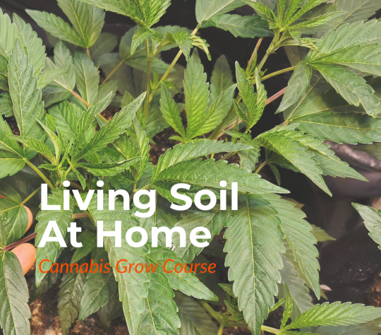 Living Soil at Home - Cannabis grow course