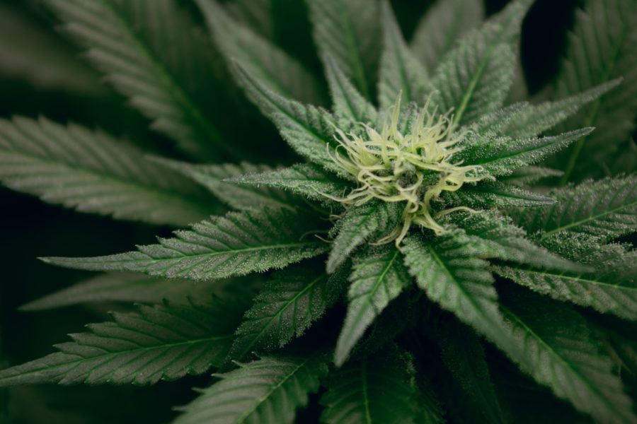 How to Decipher the Cultivar Names